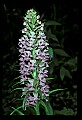 01113-00151-Large Purple-fringed Orchid, Habenaria psycodes.jpg