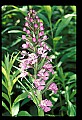 01113-00155-Large Purple-fringed Orchid, Habenaria psycodes.jpg
