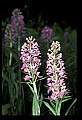 01113-00156-Large Purple-fringed Orchid, Habenaria psycodes.jpg