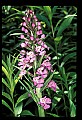 01113-00157-Large Purple-fringed Orchid, Habenaria psycodes.jpg