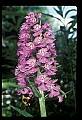 01113-00158-Large Purple-fringed Orchid, Habenaria psycodes.jpg