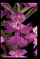 01113-00159-Large Purple-fringed Orchid, Habenaria psycodes.jpg