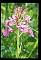 01113-00160-Large Purple-fringed Orchid, Habenaria psycodes.jpg