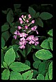 01113-00161-Large Purple-fringed Orchid, Habenaria psycodes.jpg