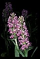 01113-00162-Large Purple-fringed Orchid, Habenaria psycodes.jpg