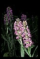 01113-00163-Large Purple-fringed Orchid, Habenaria psycodes.jpg