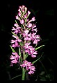 01113-00164-Large Purple-fringed Orchid, Habenaria psycodes.jpg