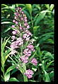 01113-00165-Large Purple-fringed Orchid, Habenaria psycodes.jpg