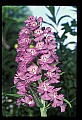 01113-00166-Large Purple-fringed Orchid, Habenaria psycodes.jpg