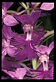 01113-00167-Large Purple-fringed Orchid, Habenaria psycodes.jpg