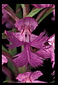 01113-00168-Large Purple-fringed Orchid, Habenaria psycodes.jpg