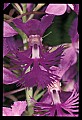 01113-00169-Large Purple-fringed Orchid, Habenaria psycodes.jpg
