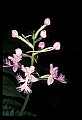 01113-00170-Large Purple-fringed Orchid, Habenaria psycodes.jpg