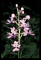 01113-00171-Large Purple-fringed Orchid, Habenaria psycodes.jpg