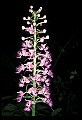 01113-00172-Large Purple-fringed Orchid, Habenaria psycodes.jpg