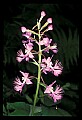 01113-00173-Large Purple-fringed Orchid, Habenaria psycodes.jpg