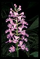 01113-00174-Large Purple-fringed Orchid, Habenaria psycodes.jpg