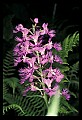 01113-00175-Large Purple-fringed Orchid, Habenaria psycodes.jpg
