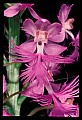 01113-00176-Large Purple-fringed Orchid, Habenaria psycodes.jpg