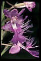 01113-00177-Large Purple-fringed Orchid, Habenaria psycodes.jpg
