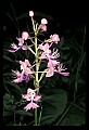 01113-00178-Large Purple-fringed Orchid, Habenaria psycodes.jpg