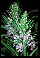 01113-00179-Large Purple-fringed Orchid, Habenaria psycodes.jpg