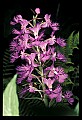 01113-00181-Large Purple-fringed Orchid, Habenaria psycodes.jpg