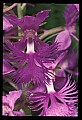 01113-00182-Large Purple-fringed Orchid, Habenaria psycodes.jpg