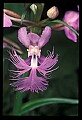 01113-00183-Large Purple-fringed Orchid, Habenaria psycodes.jpg