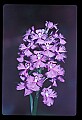 01113-00184-Large Purple-fringed Orchid, Habenaria psycodes.jpg