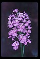 01113-00185-Large Purple-fringed Orchid, Habenaria psycodes.jpg