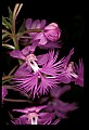 01113-00186-Large Purple-fringed Orchid, Habenaria psycodes.jpg