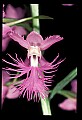 01113-00187-Large Purple-fringed Orchid, Habenaria psycodes.jpg