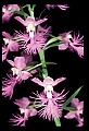 01113-00188-Large Purple-fringed Orchid, Habenaria psycodes.jpg