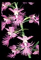 01113-00189-Large Purple-fringed Orchid, Habenaria psycodes.jpg