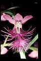 01113-00190-Large Purple-fringed Orchid, Habenaria psycodes.jpg
