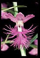 01113-00191-Large Purple-fringed Orchid, Habenaria psycodes.jpg