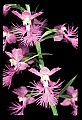 01113-00192-Large Purple-fringed Orchid, Habenaria psycodes.jpg