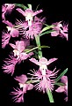 01113-00193-Large Purple-fringed Orchid, Habenaria psycodes.jpg