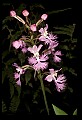 01113-00194-Large Purple-fringed Orchid, Habenaria psycodes.jpg