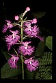 01113-00195-Large Purple-fringed Orchid, Habenaria psycodes.jpg