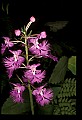 01113-00196-Large Purple-fringed Orchid, Habenaria psycodes.jpg