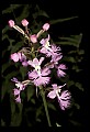01113-00197-Large Purple-fringed Orchid, Habenaria psycodes.jpg