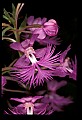 01113-00198-Large Purple-fringed Orchid, Habenaria psycodes.jpg