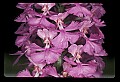 01114-00001-Small Purple-fringed Orchid, Habenaria psycodes.jpg