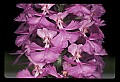 01114-00002-Small Purple-fringed Orchid, Habenaria psycodes.jpg