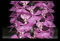 01114-00003-Small Purple-fringed Orchid, Habenaria psycodes.jpg