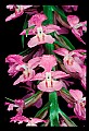 011115-00001-Purple-fringeless Orchid.jpg