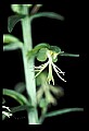 01117-00002-Ragged-fringed Orchid, Platanthera lacera.jpg