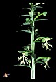 01117-00003-Ragged-fringed Orchid, Platanthera lacera.jpg